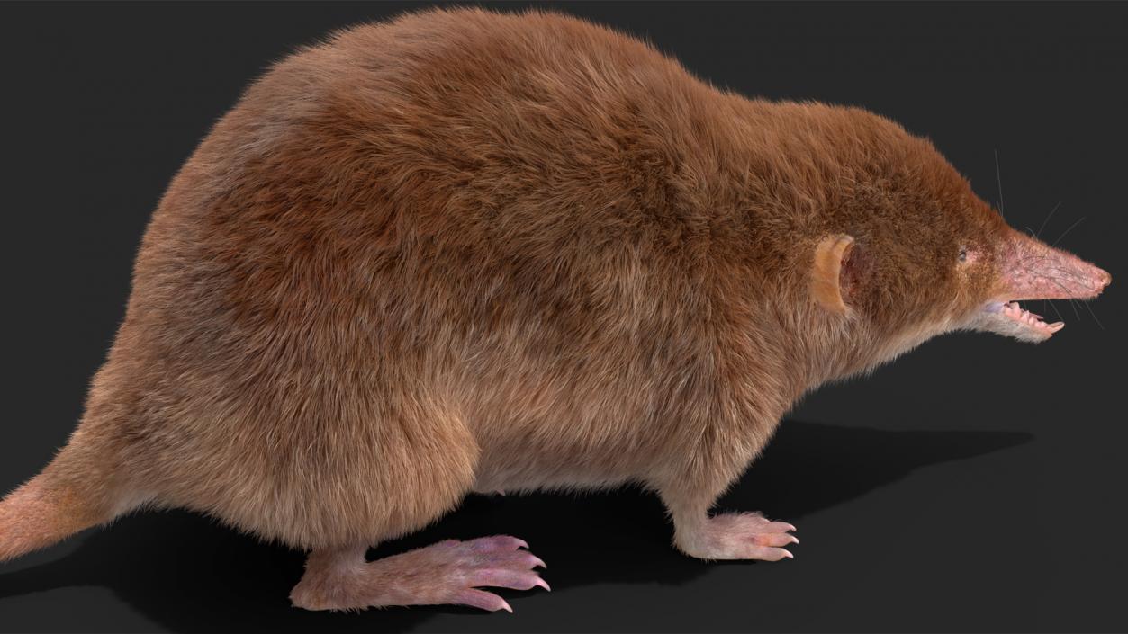 Shrew Base Pose Fur 3D model