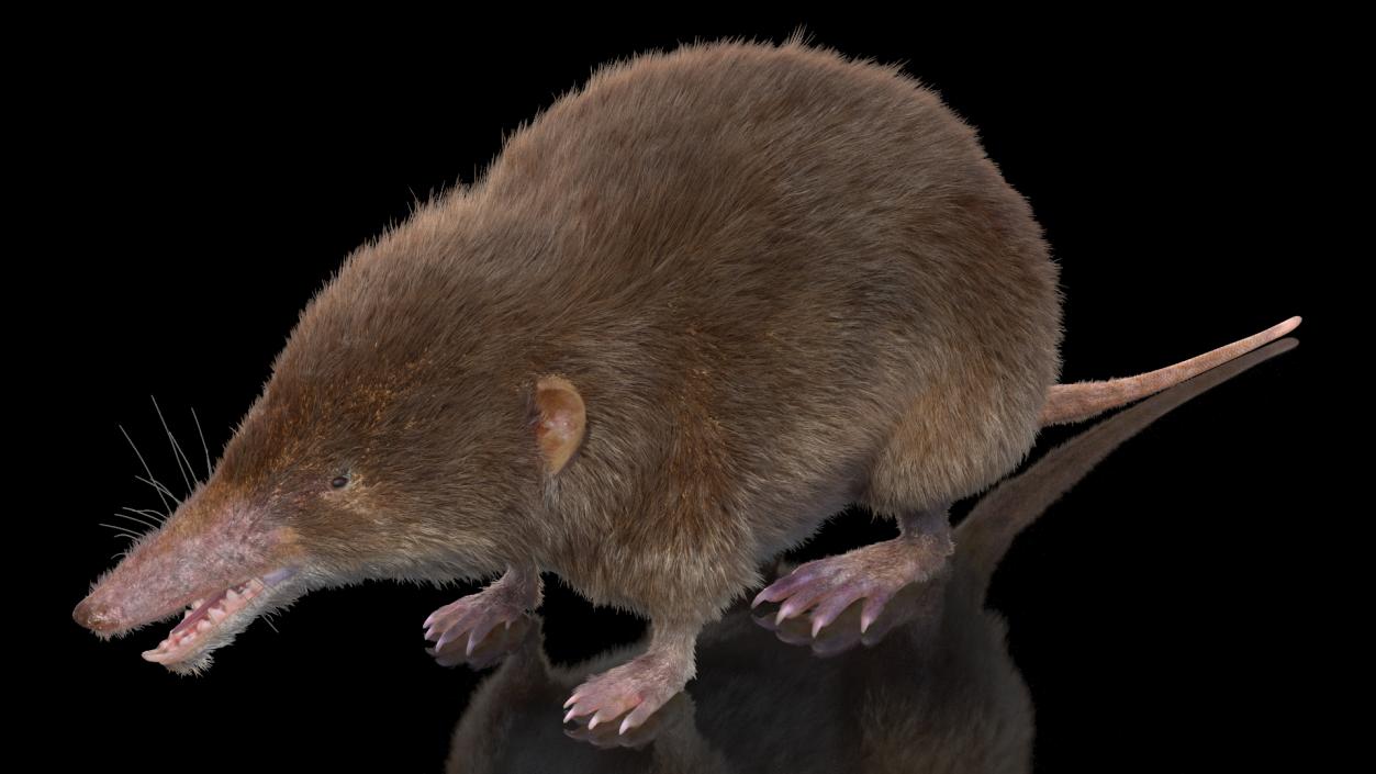 Shrew Base Pose Fur 3D model