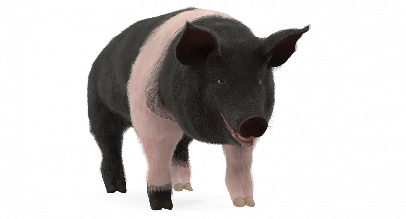 3D Hampshire Pig Sow with Fur