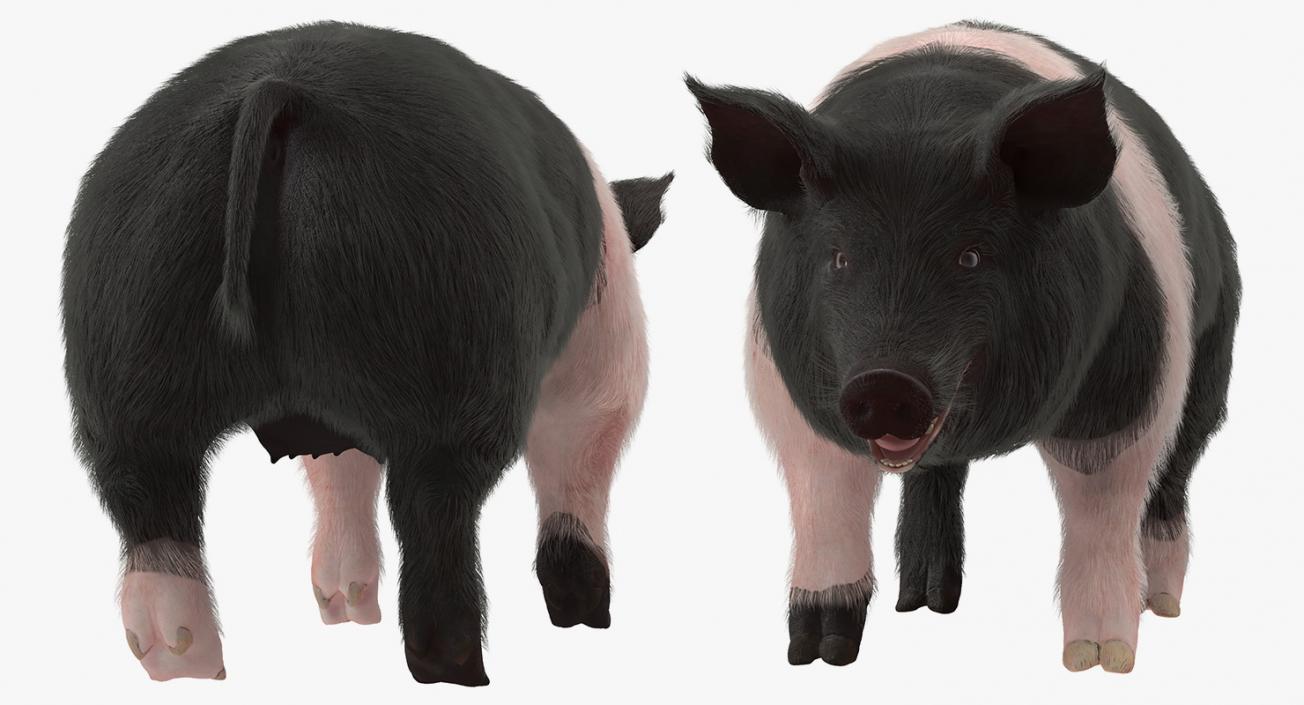 3D Hampshire Pig Sow with Fur