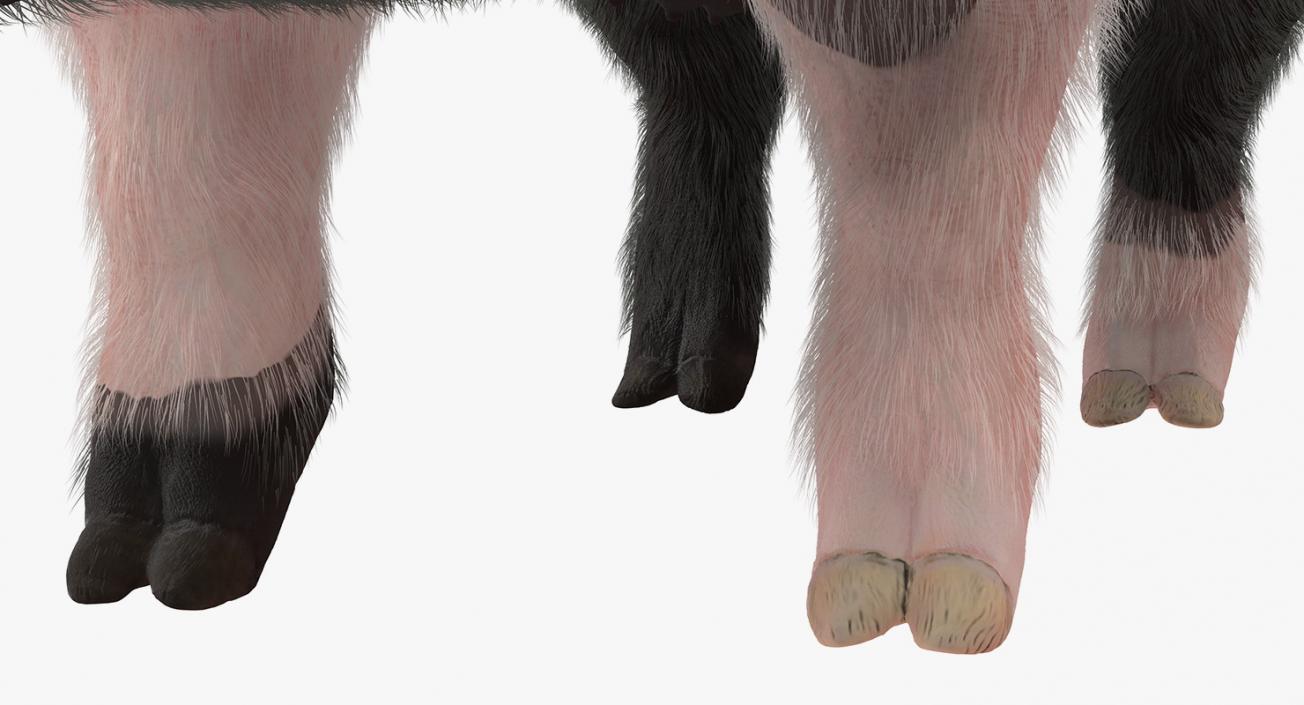 3D Hampshire Pig Sow with Fur