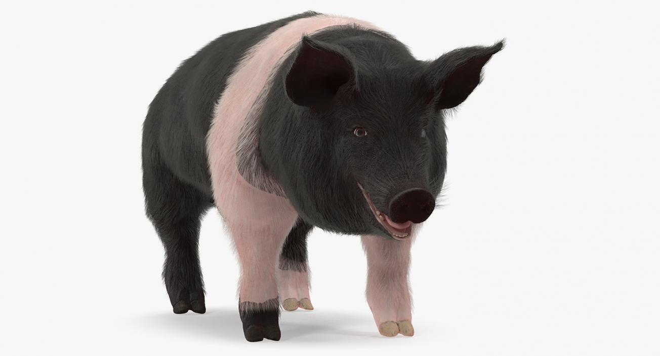 3D Hampshire Pig Sow with Fur