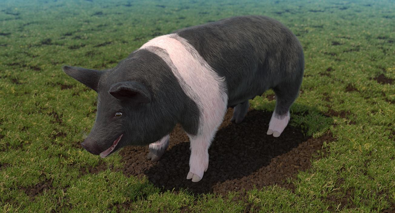 3D Hampshire Pig Sow with Fur