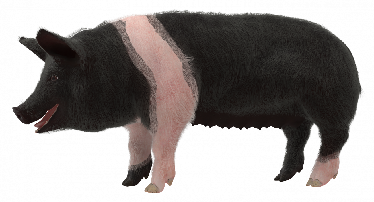 3D Hampshire Pig Sow with Fur