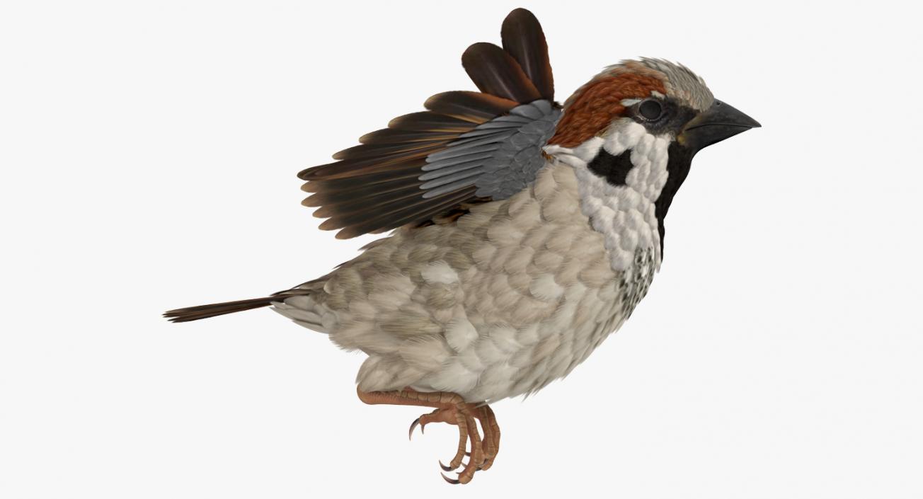 3D model House Sparrow Rigged