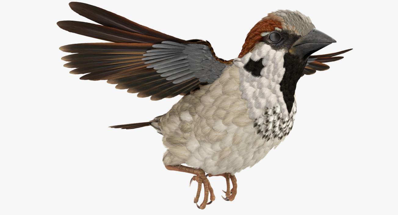 3D model House Sparrow Rigged