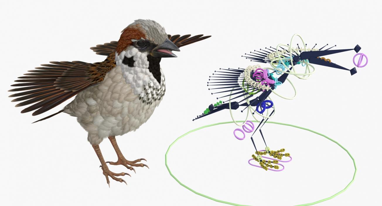 3D model House Sparrow Rigged