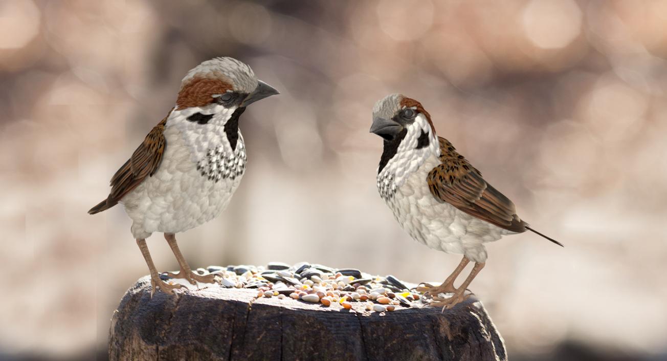 3D model House Sparrow Rigged