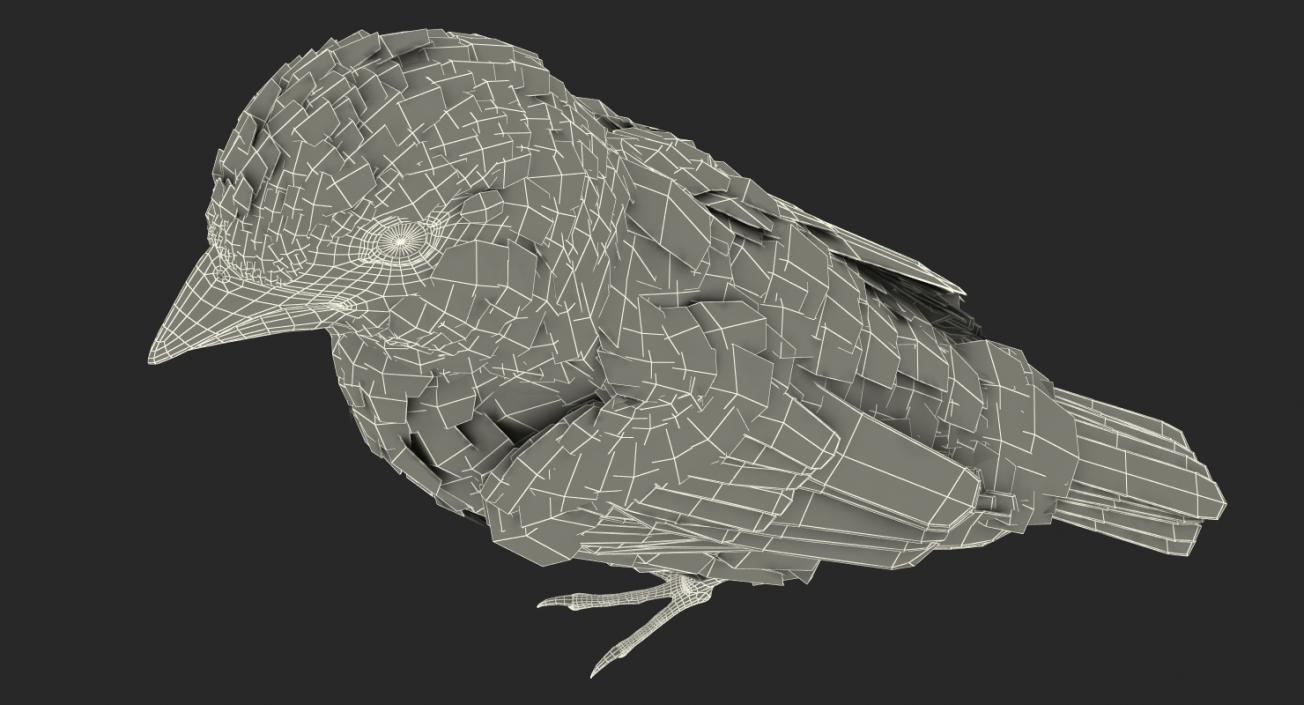 3D model House Sparrow Rigged