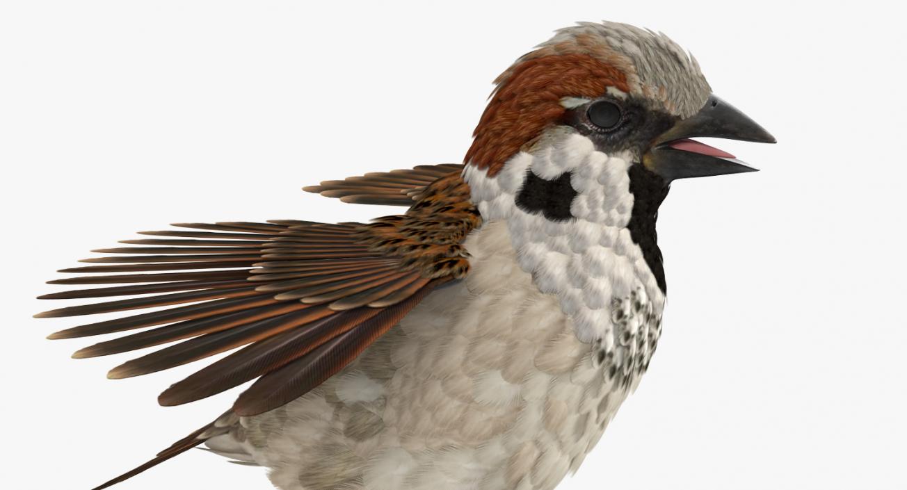 3D model House Sparrow Rigged