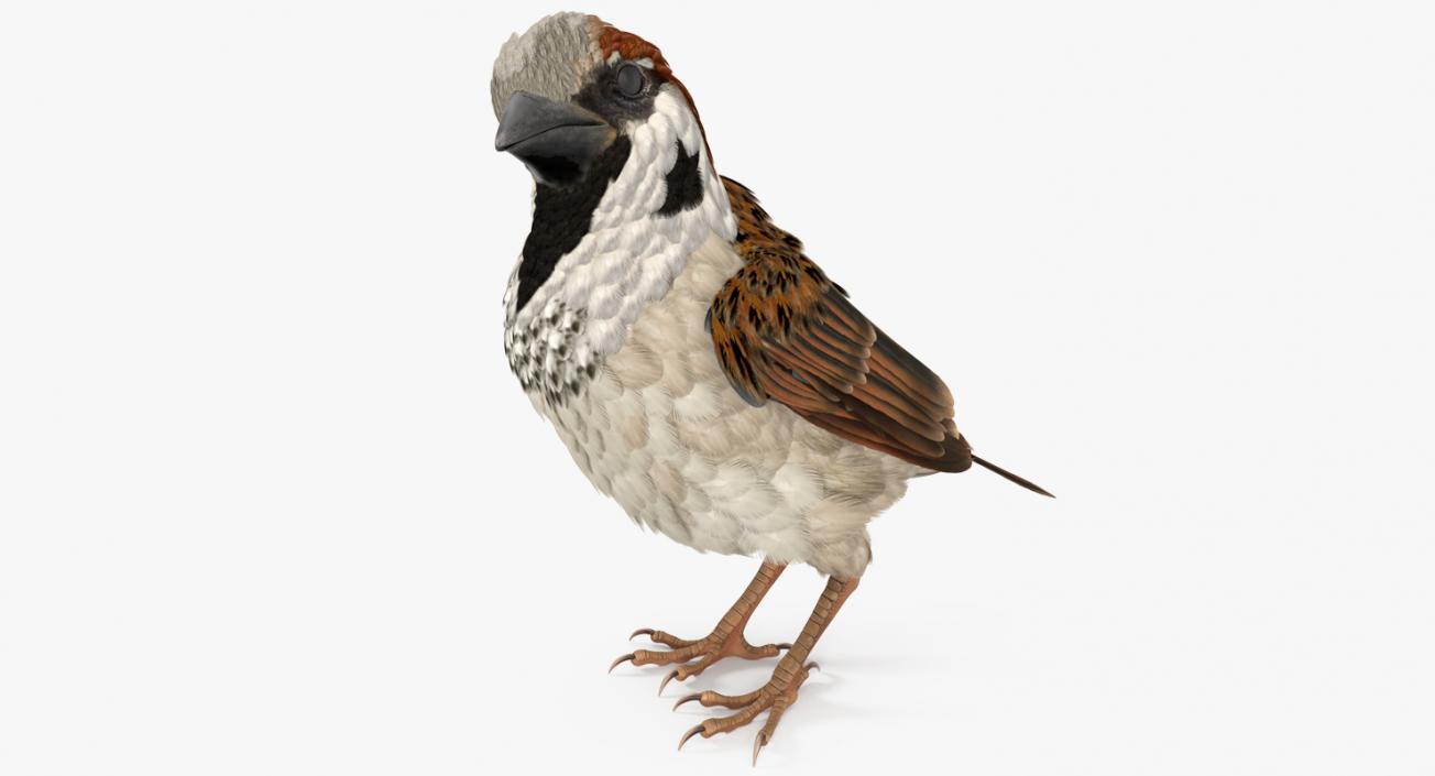 3D model House Sparrow Rigged