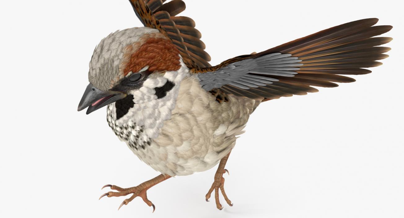 3D model House Sparrow Rigged