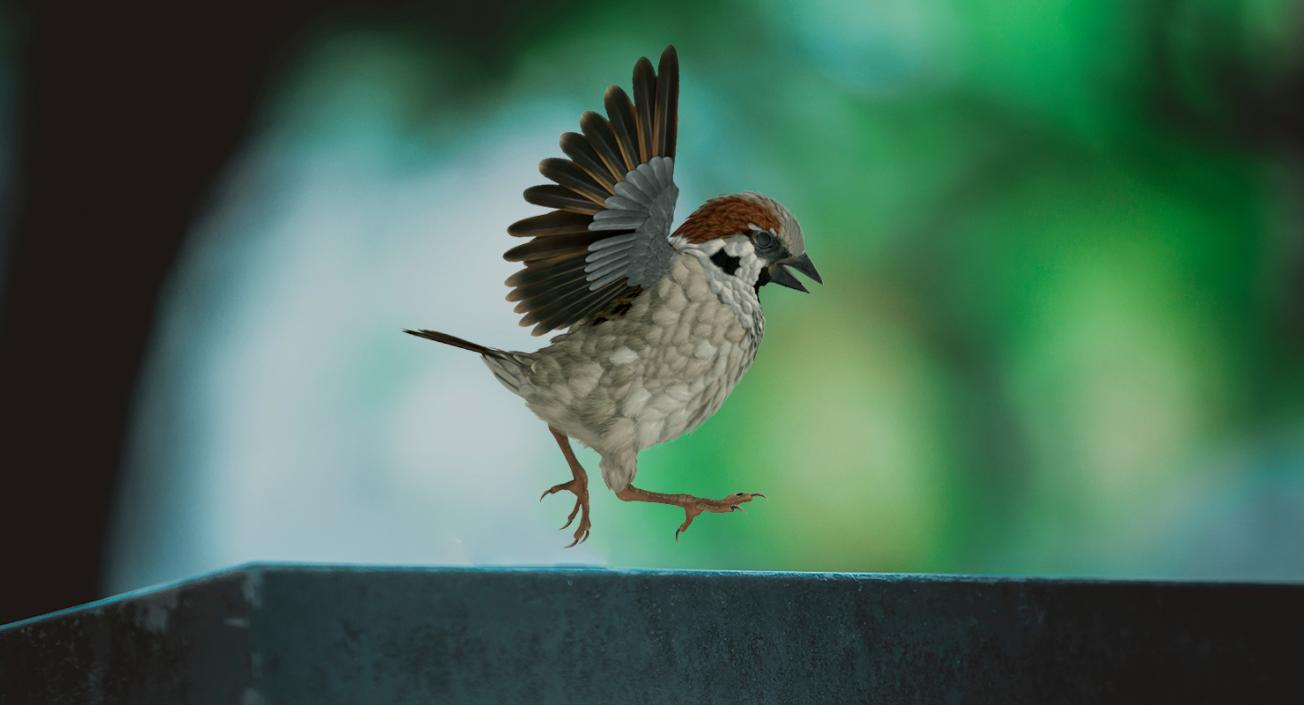 3D model House Sparrow Rigged