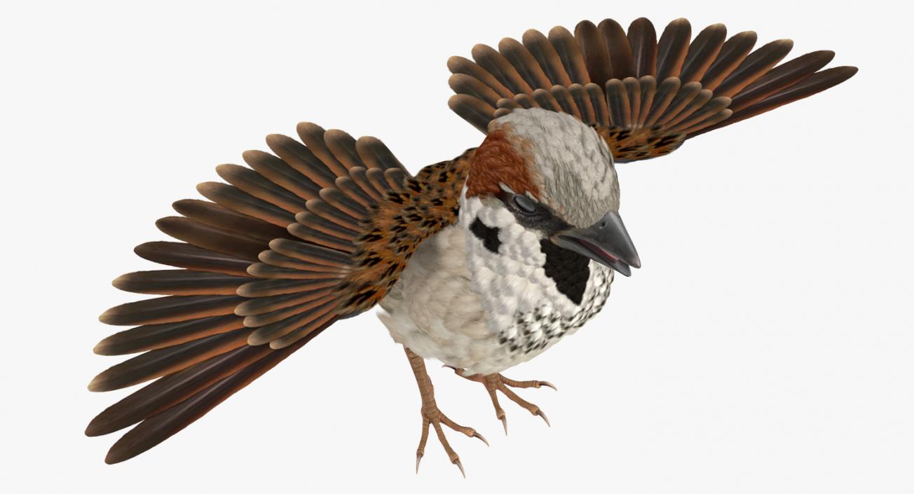 3D model House Sparrow Rigged