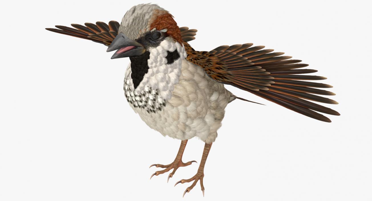 3D model House Sparrow Rigged