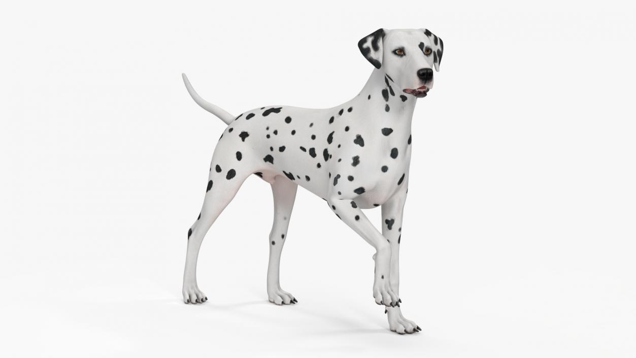 3D Dalmatian Dog Rigged for Maya 2