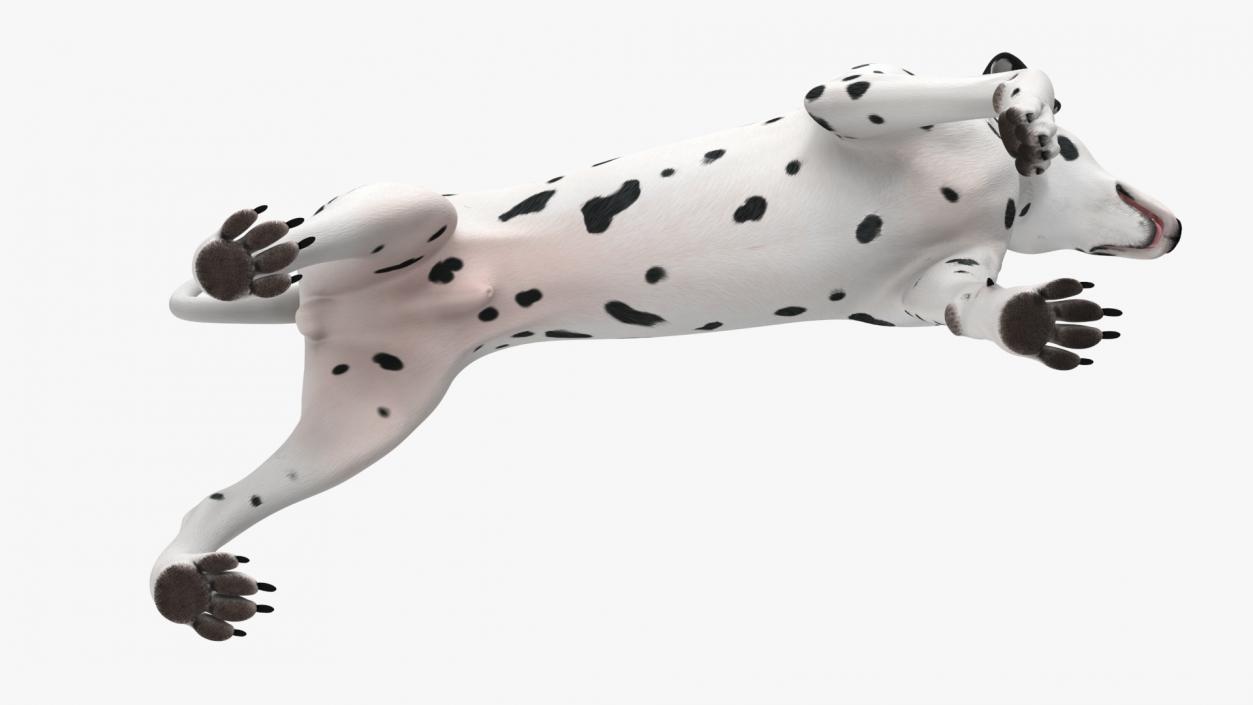 3D Dalmatian Dog Rigged for Maya 2