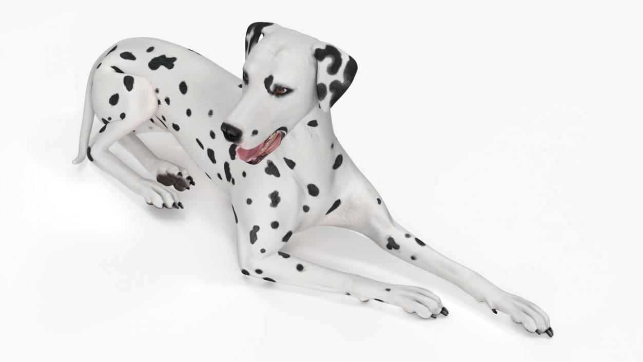 3D Dalmatian Dog Rigged for Maya 2