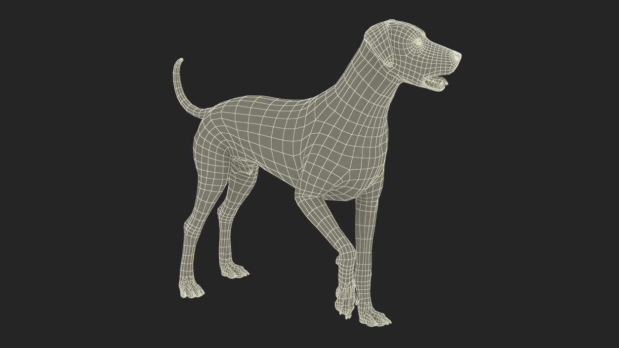 3D Dalmatian Dog Rigged for Maya 2