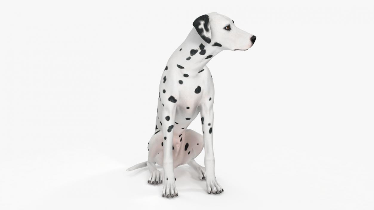 3D Dalmatian Dog Rigged for Maya 2