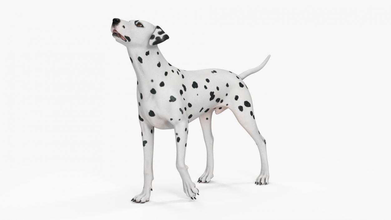 3D Dalmatian Dog Rigged for Maya 2