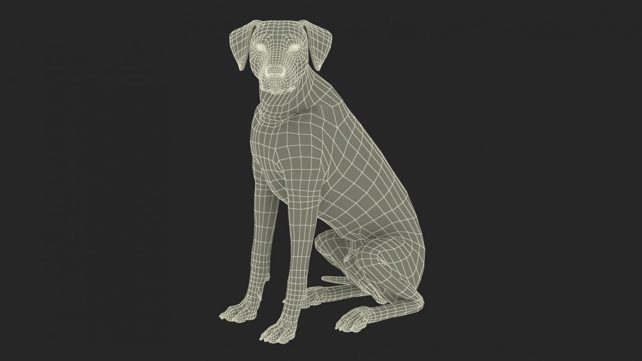 3D Dalmatian Dog Rigged for Maya 2