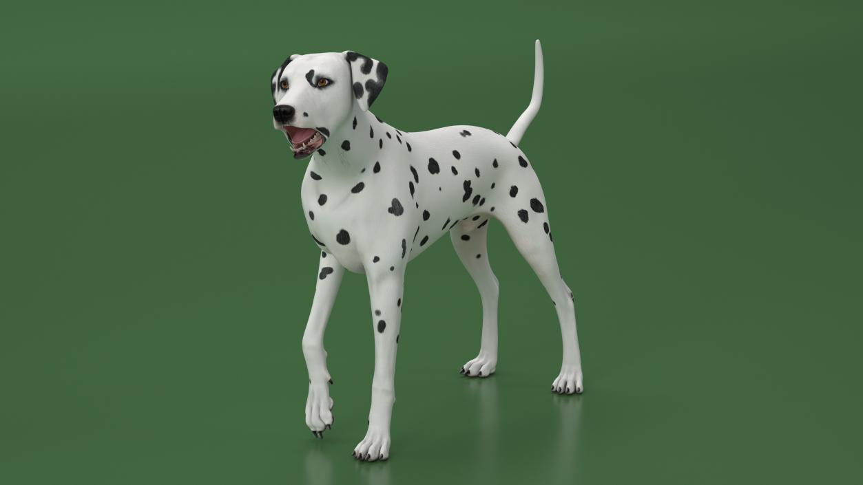 3D Dalmatian Dog Rigged for Maya 2