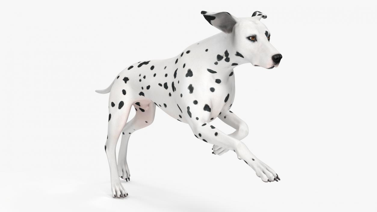 3D Dalmatian Dog Rigged for Maya 2