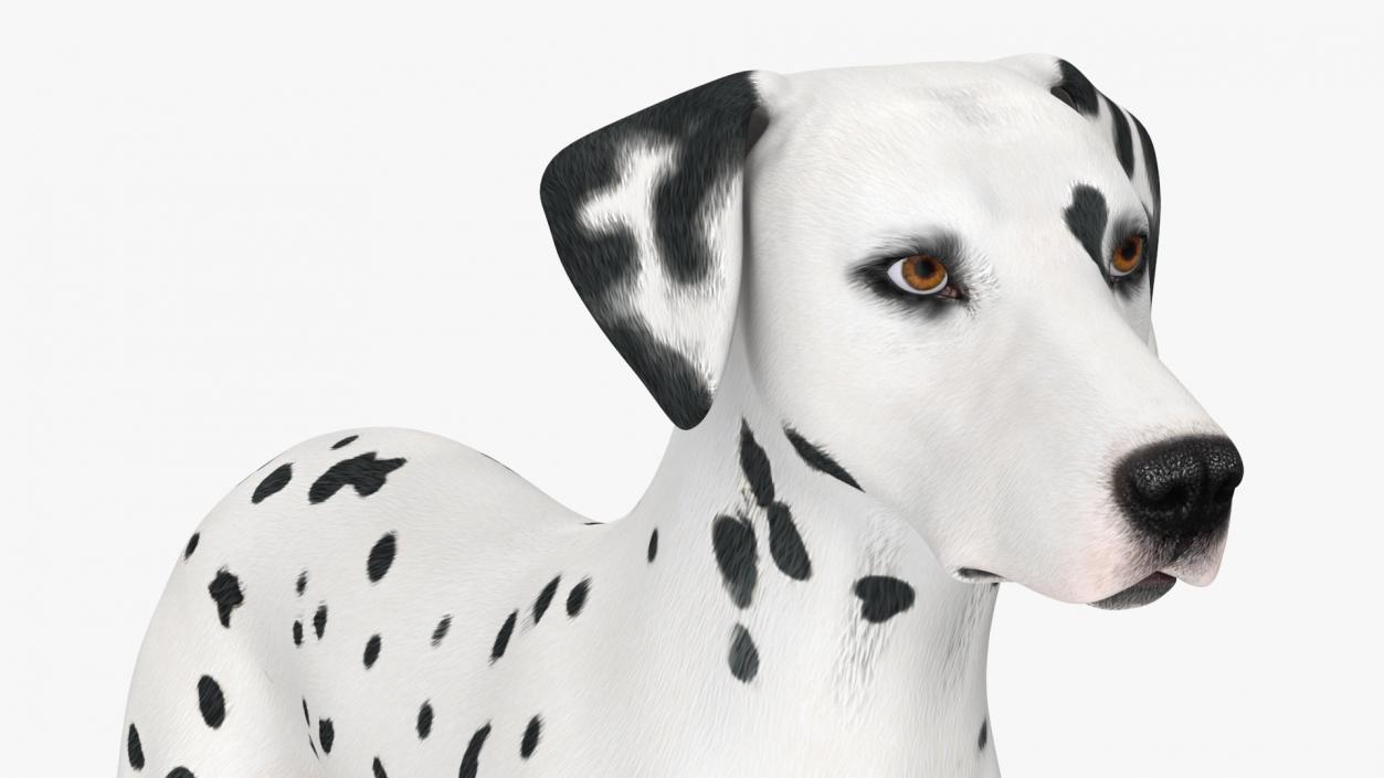 3D Dalmatian Dog Rigged for Maya 2