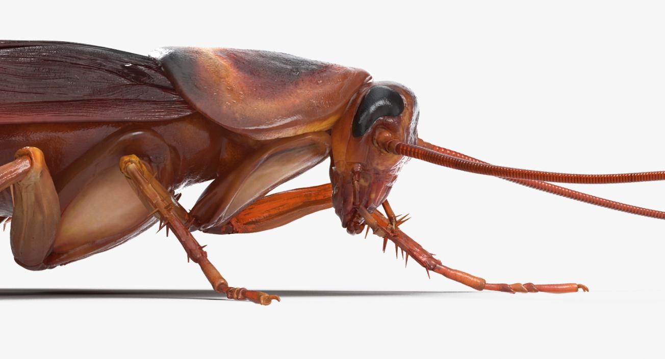 Creeping Insects Collection 6 3D model