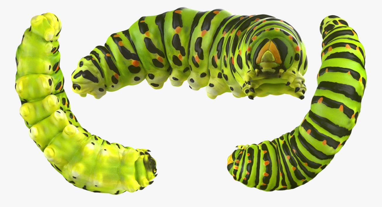 Creeping Insects Collection 6 3D model