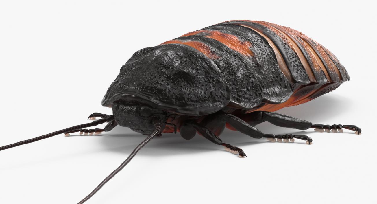 Creeping Insects Collection 6 3D model