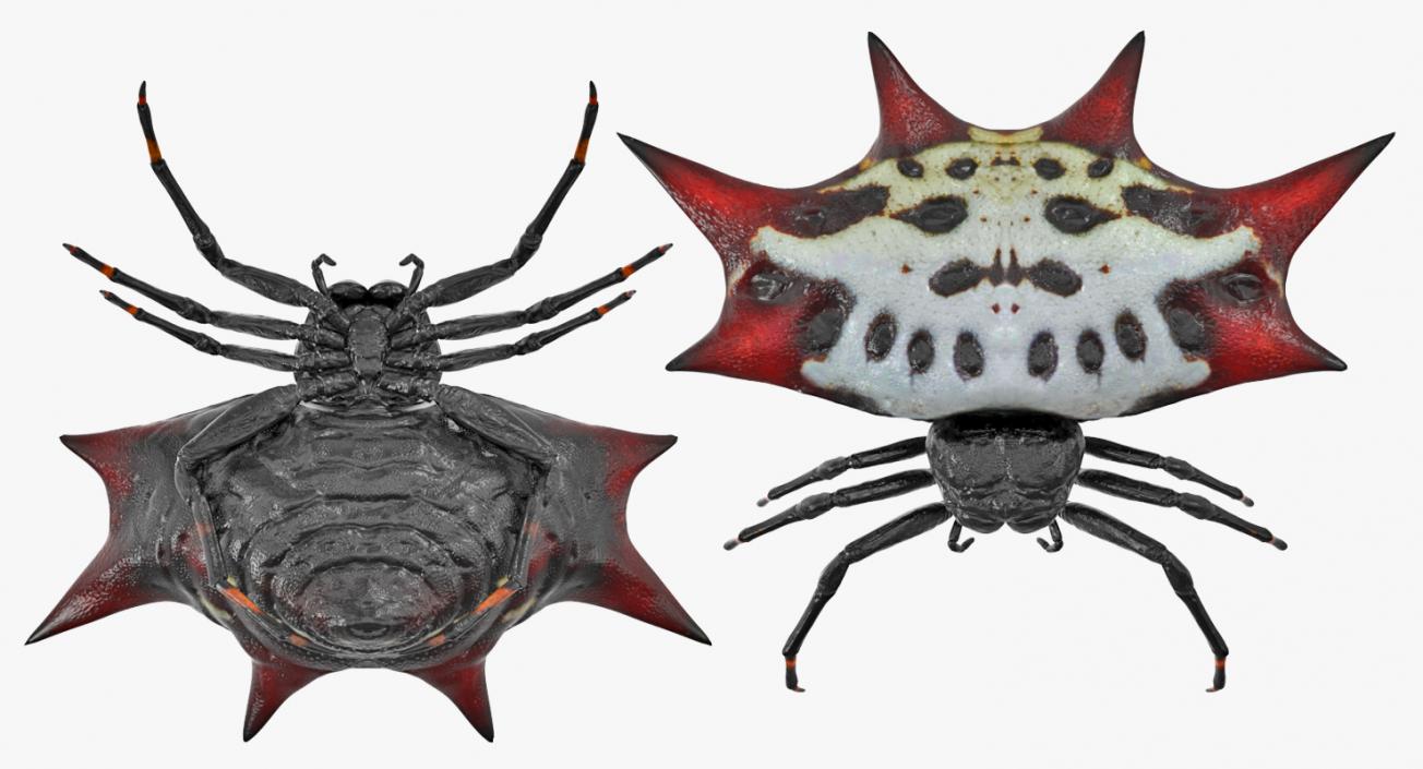 Creeping Insects Collection 6 3D model