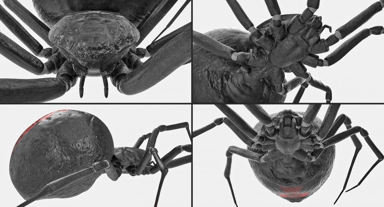 Creeping Insects Collection 6 3D model