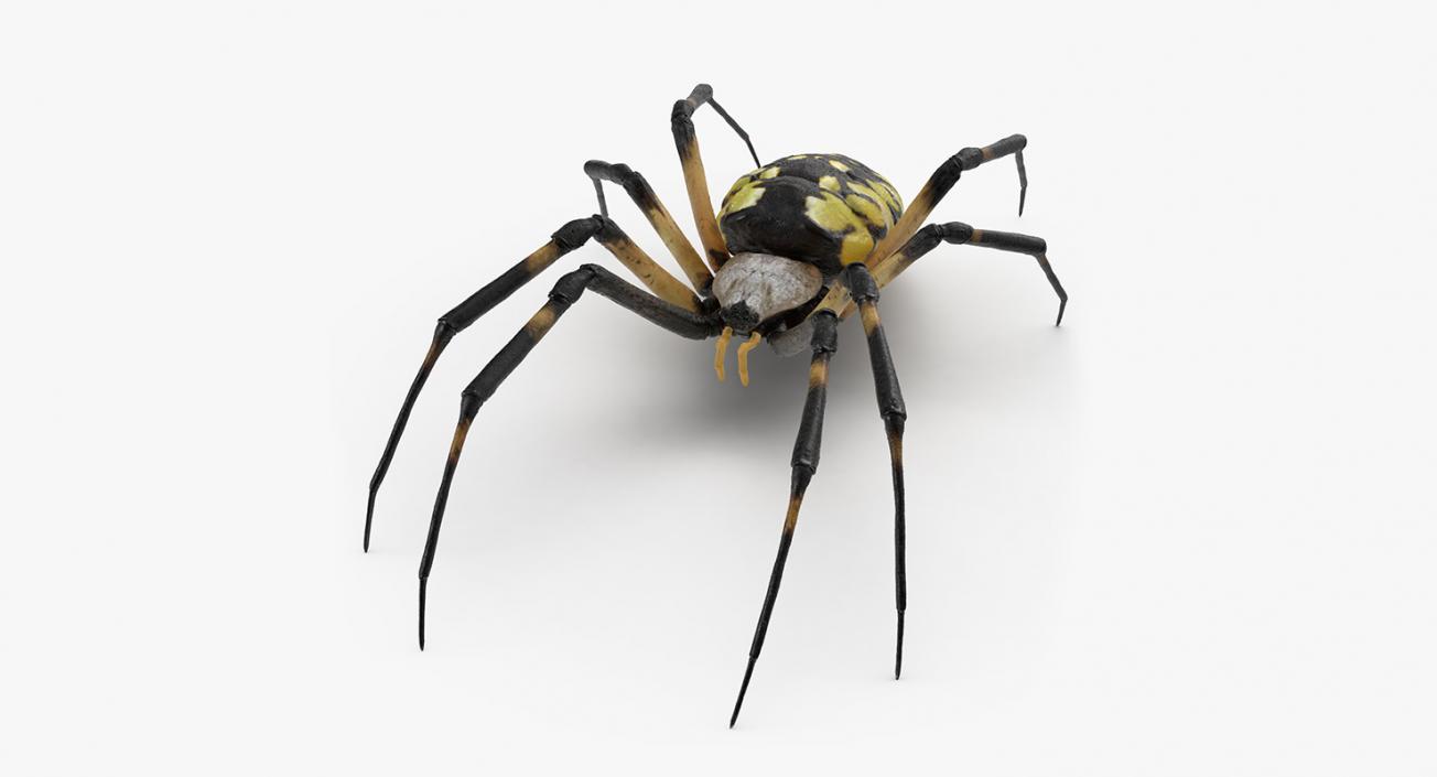 Creeping Insects Collection 6 3D model