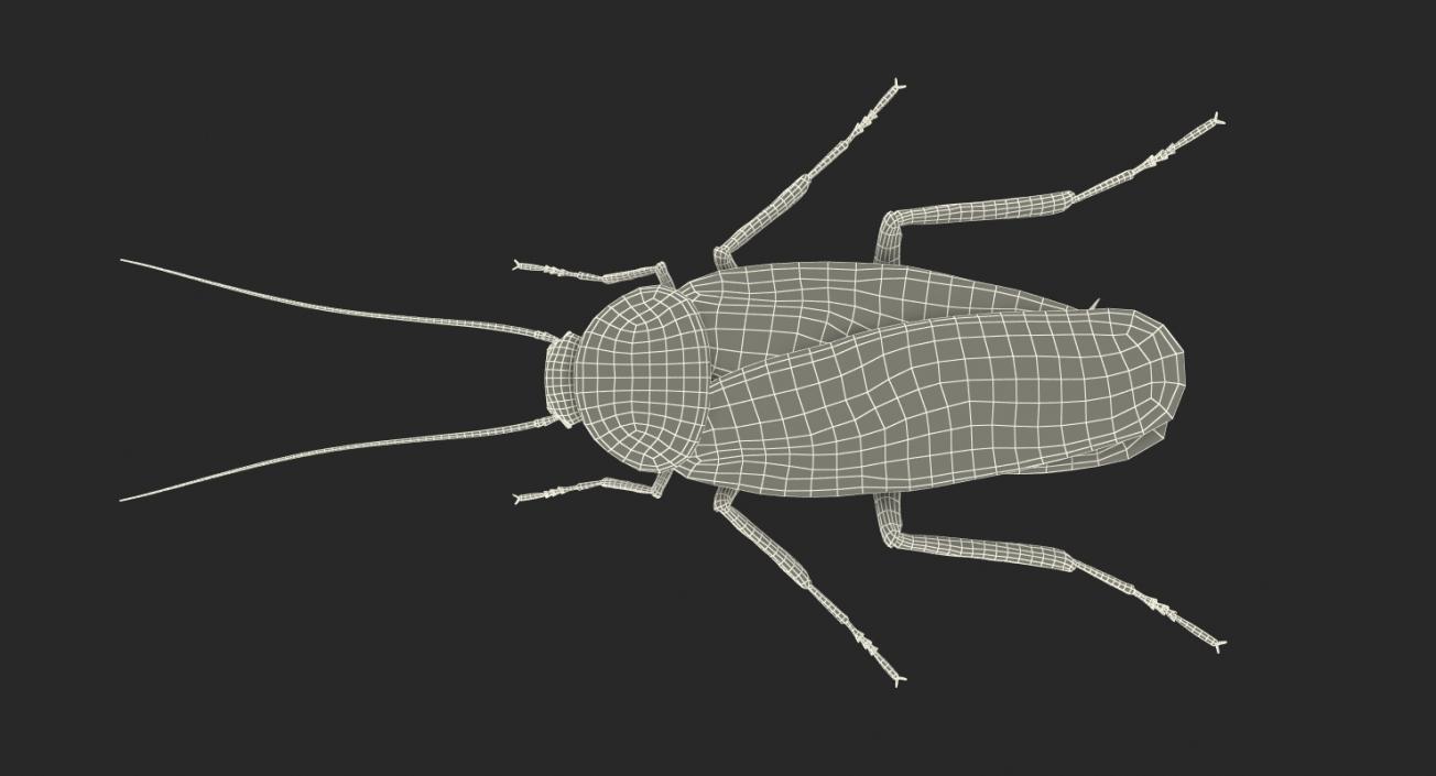 Creeping Insects Collection 6 3D model