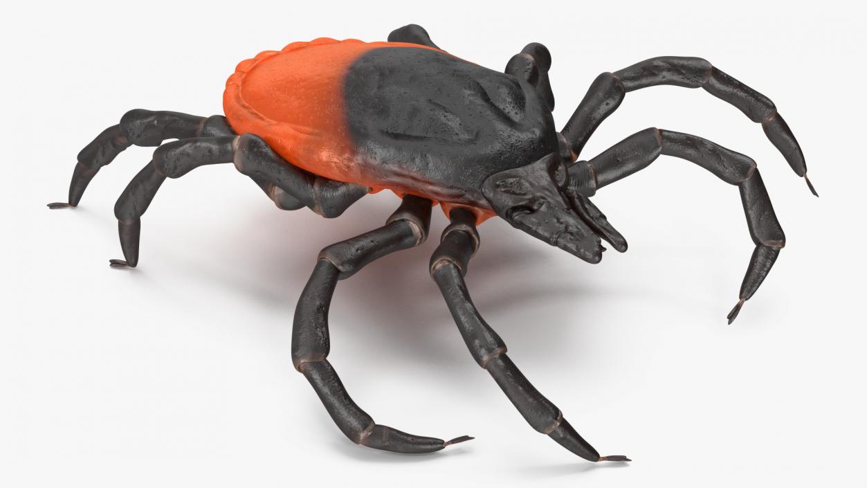 Creeping Insects Collection 6 3D model