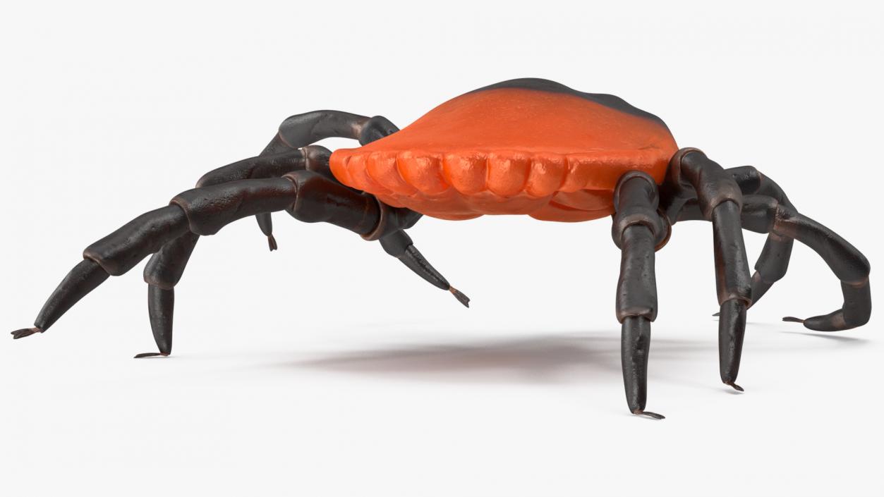 Creeping Insects Collection 6 3D model