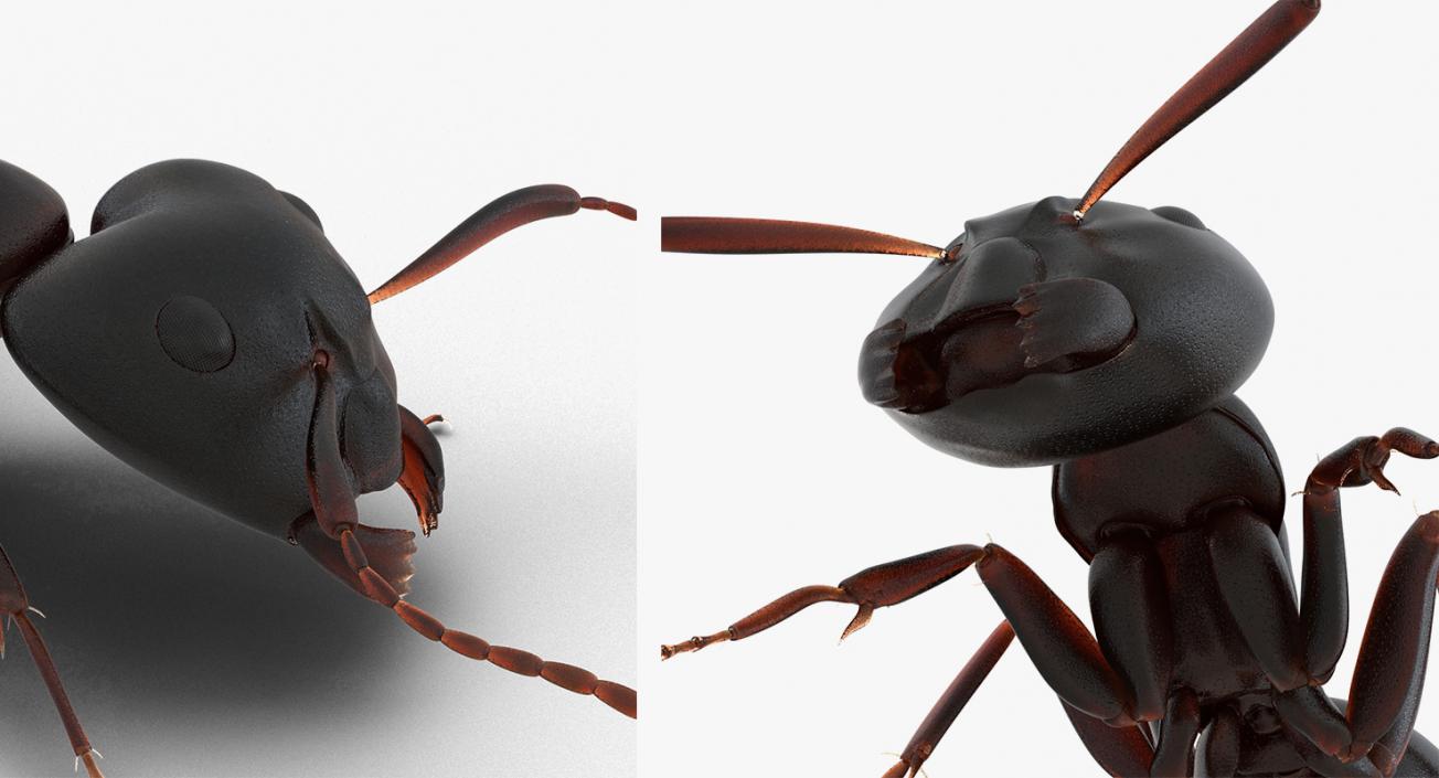 Creeping Insects Collection 6 3D model