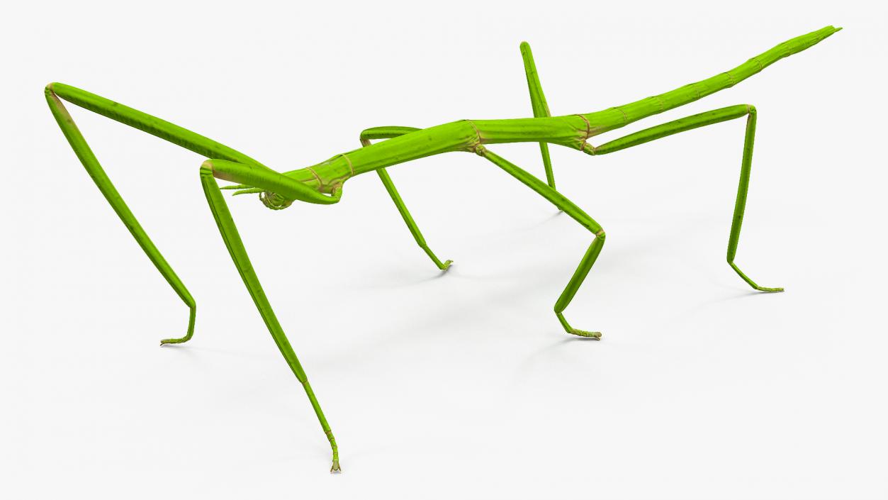 Creeping Insects Collection 6 3D model