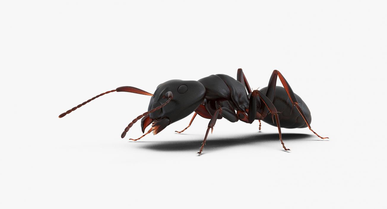 Creeping Insects Collection 6 3D model