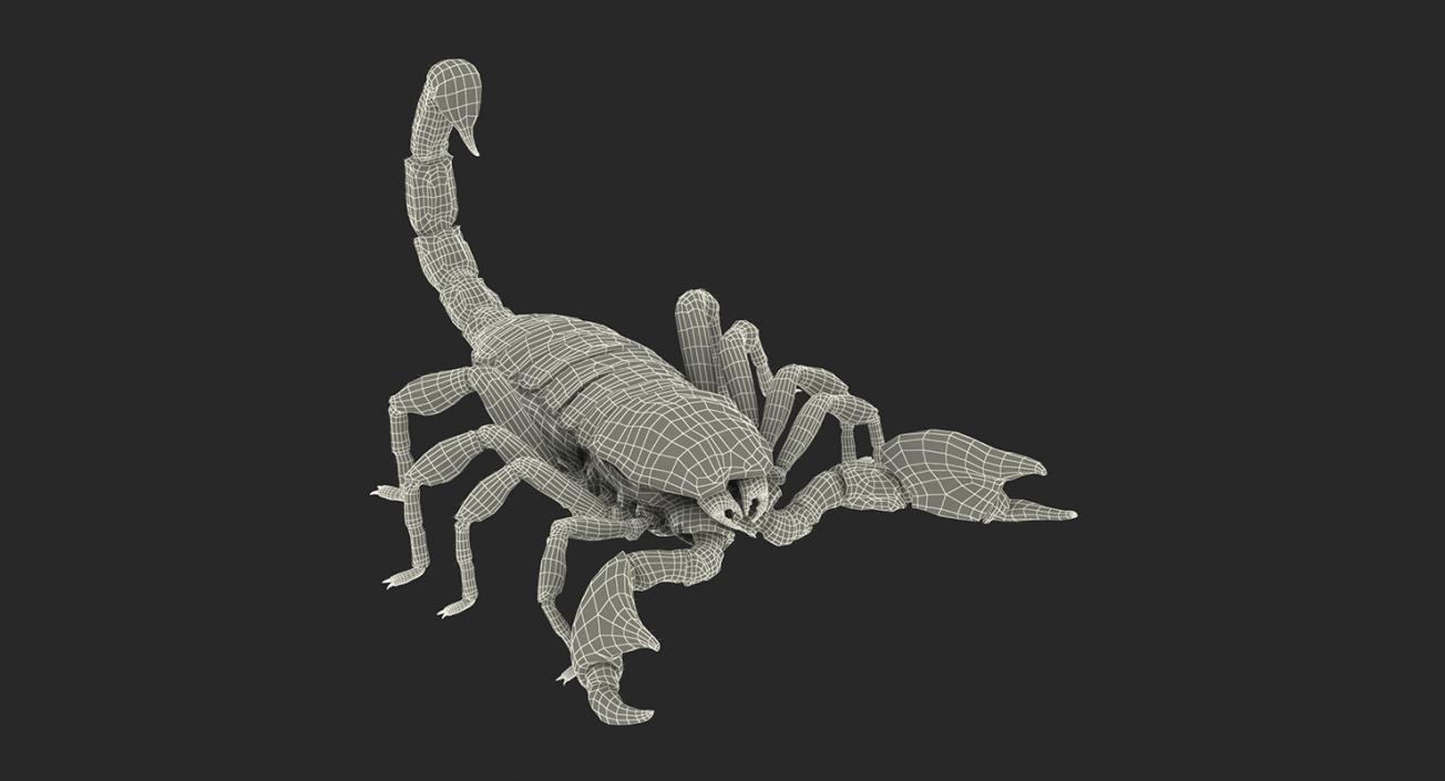 Creeping Insects Collection 6 3D model