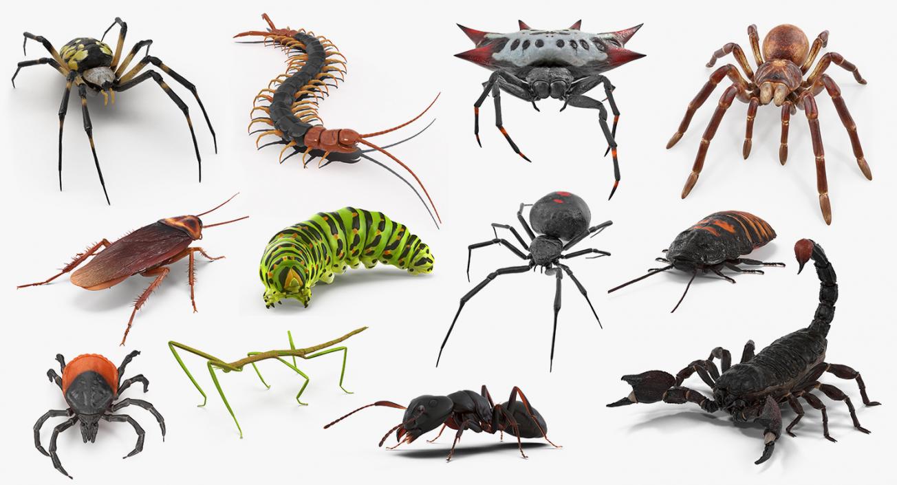 Creeping Insects Collection 6 3D model