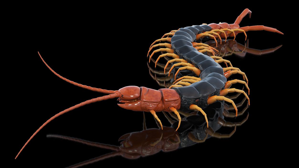 Creeping Insects Collection 6 3D model