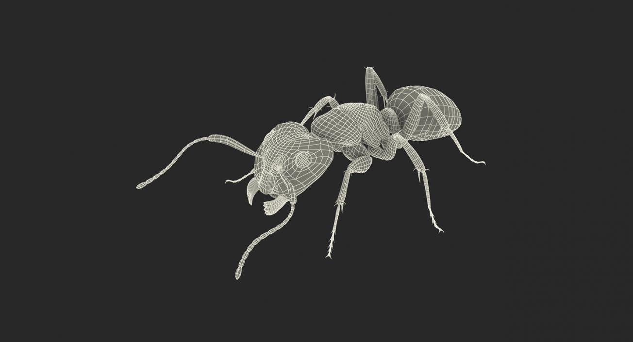 Creeping Insects Collection 6 3D model