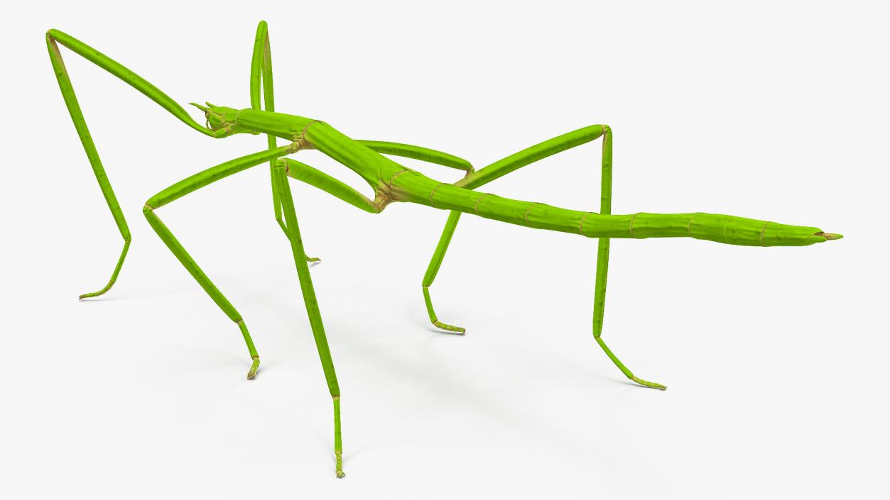 Creeping Insects Collection 6 3D model