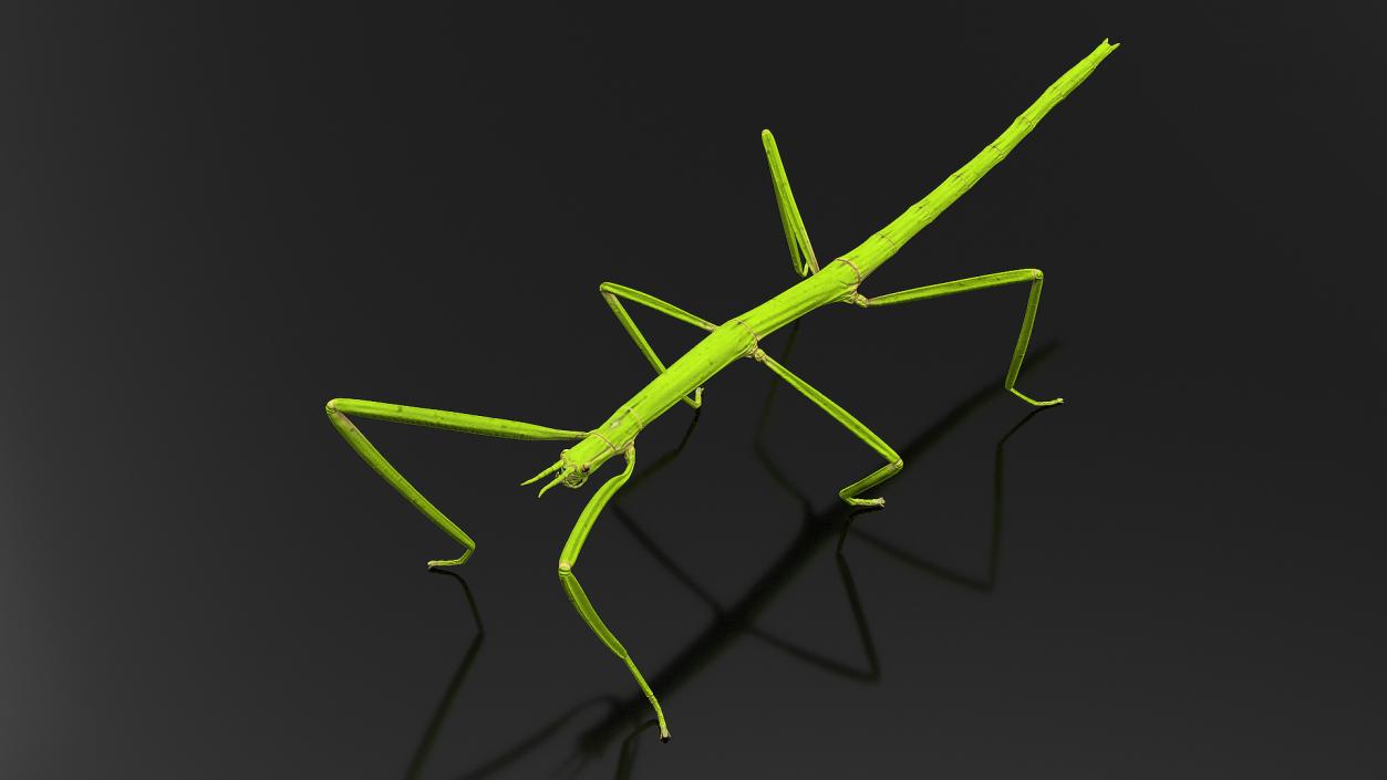 Creeping Insects Collection 6 3D model