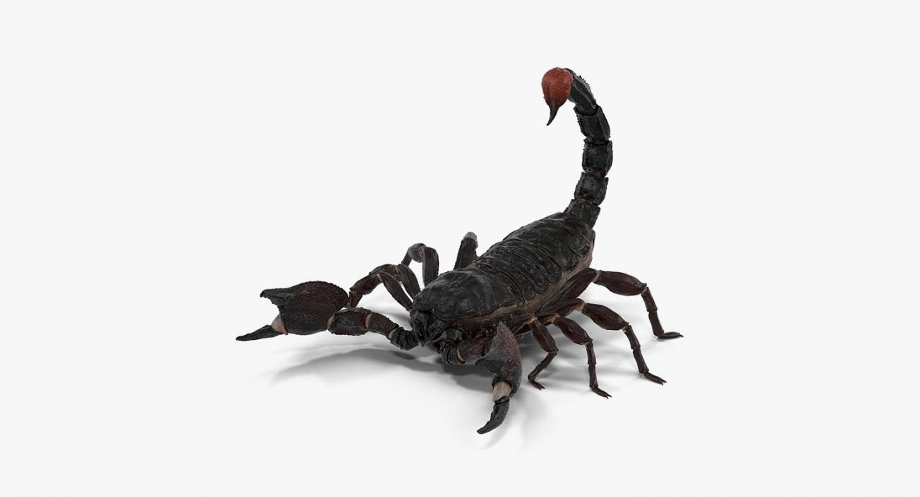 Creeping Insects Collection 6 3D model