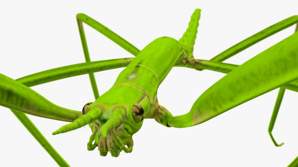 Creeping Insects Collection 6 3D model