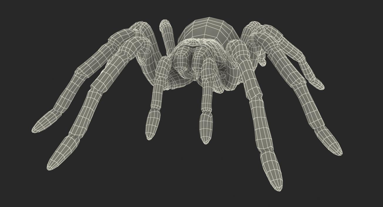 Creeping Insects Collection 6 3D model